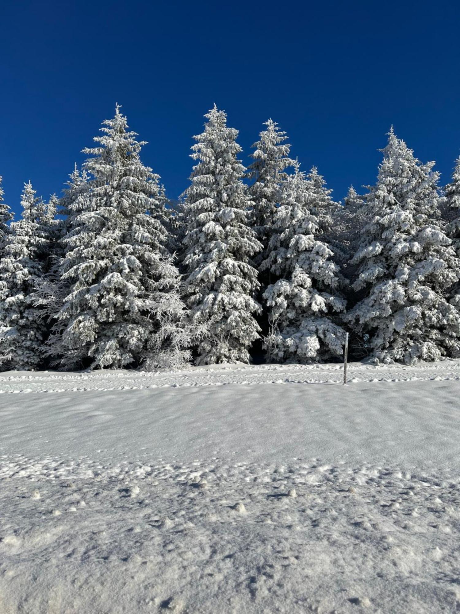 Bollenlodge - Ferienwohnung Mit Ausblick Und Top Lage Todtnau Exteriér fotografie